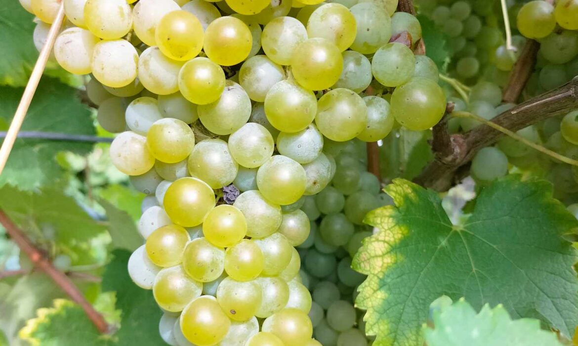 3029787_Trebbiano24.jpg
