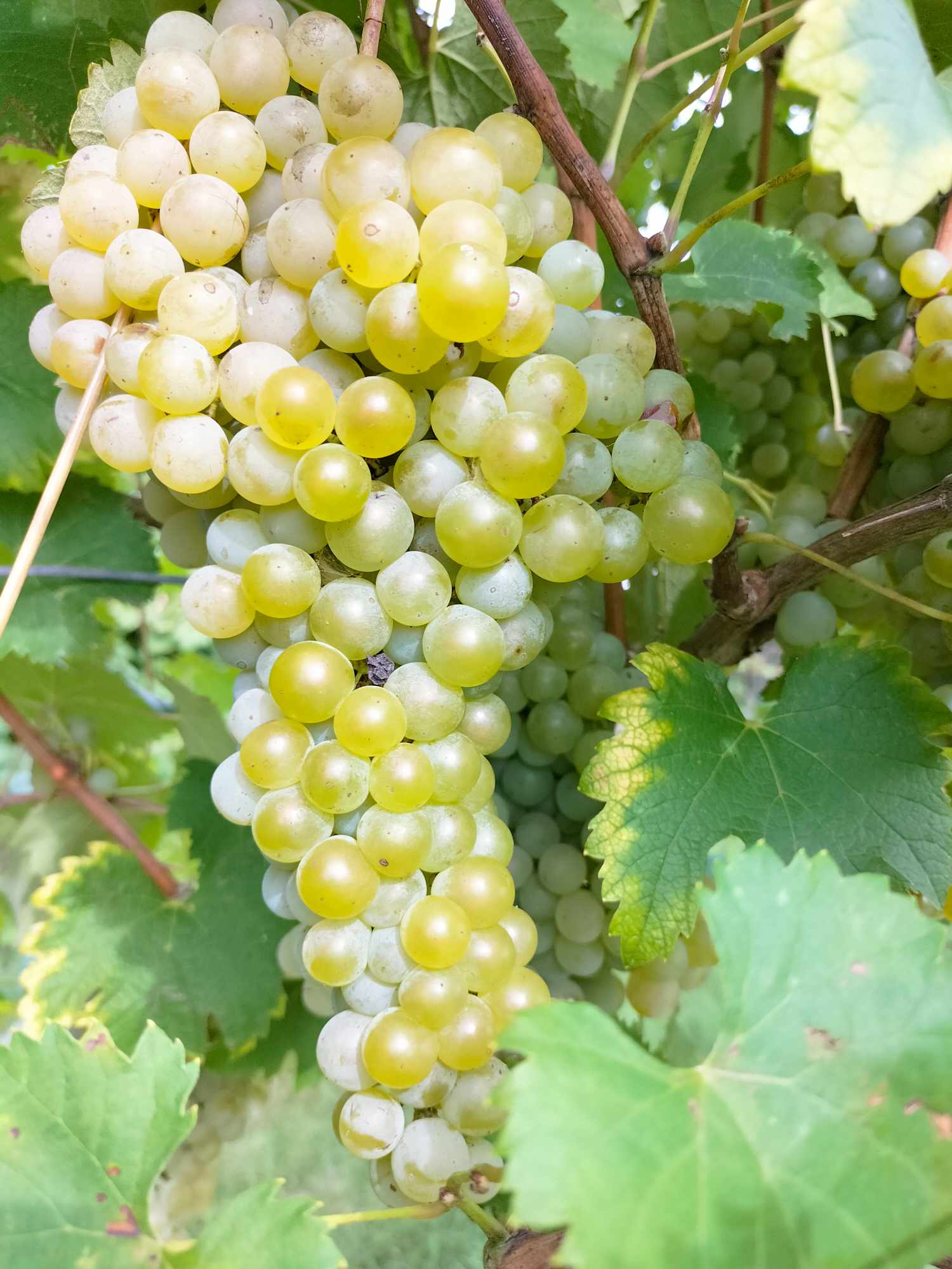 3029787_Trebbiano24.jpg